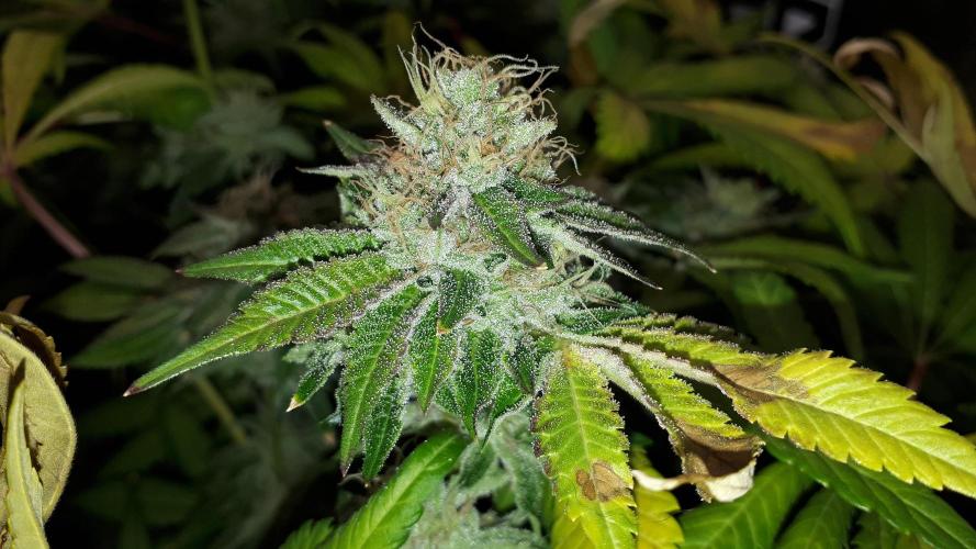 420 FASTBUDS = BISCOTTI GELATO. Week 16