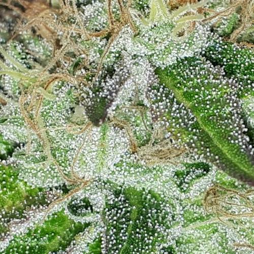 420 FASTBUDS = BISCOTTI GELATO. Week 16
