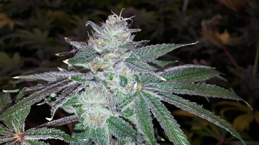 420 FASTBUDS = LEMON CHERRY RUNTZ. Week 16
