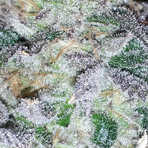 420 FASTBUDS = LEMON CHERRY RUNTZ. Week 16