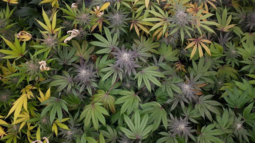 420 FASTBUDS = PAPAYTON. Week 16