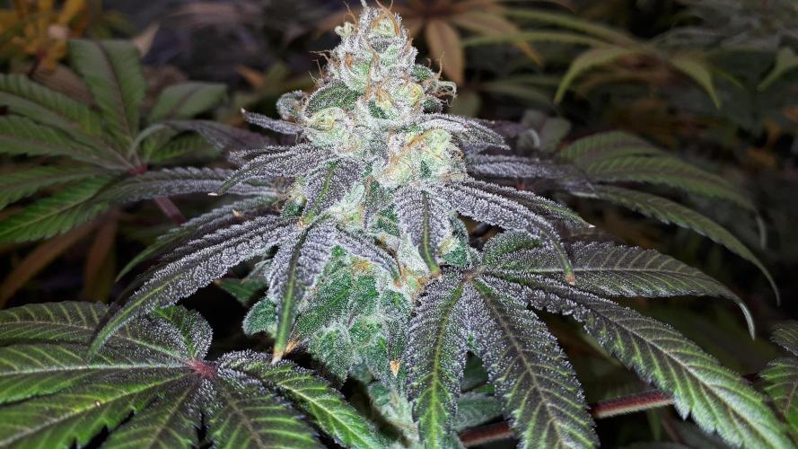 420 FASTBUDS = PAPAYTON. Week 16