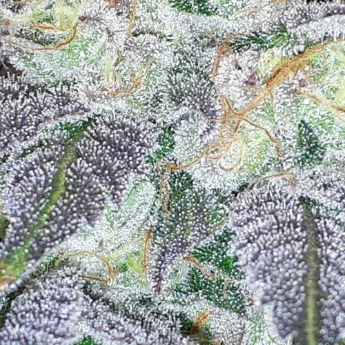 420 FASTBUDS = PAPAYTON. Week 16