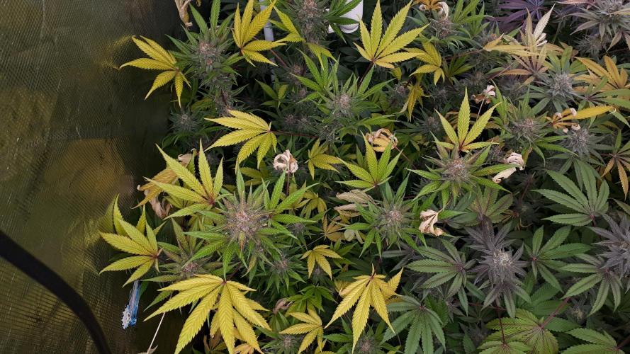 420 FASTBUDS = TROPICANA COOKIES FF. Week 16