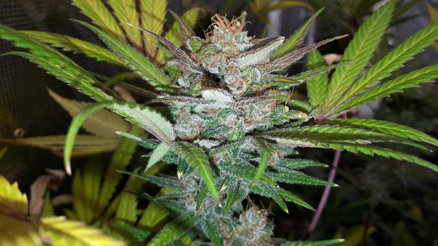 420 FASTBUDS = TROPICANA COOKIES FF. Week 16