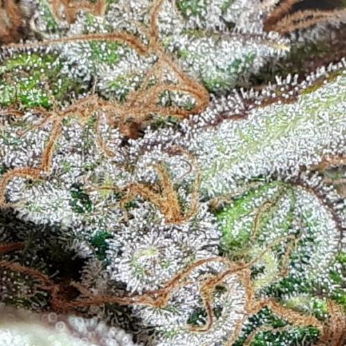 420 FASTBUDS = TROPICANA COOKIES FF. Week 16