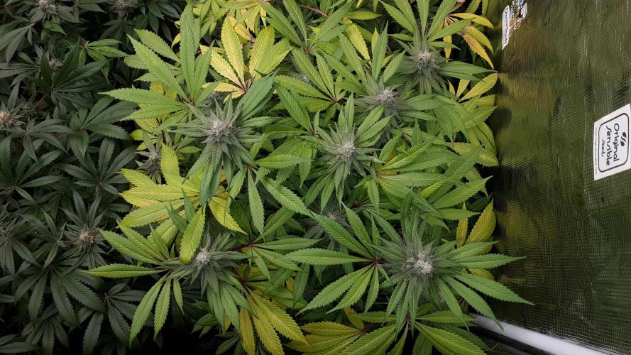 KANNABIA SEEDS = APPLE AND BANANAS. Week 16
