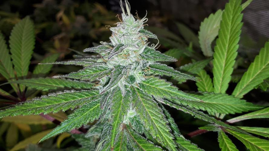 KANNABIA SEEDS = APPLE AND BANANAS. Week 16