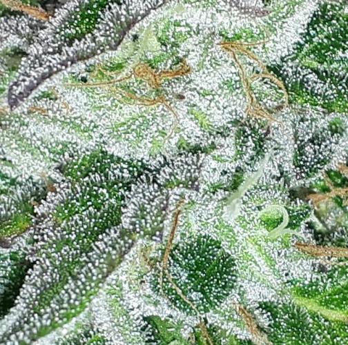 KANNABIA SEEDS = APPLE AND BANANAS. Week 16