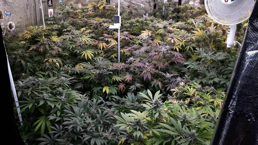 KANNABIA SEEDS = APPLE AND BANANAS. Week 16