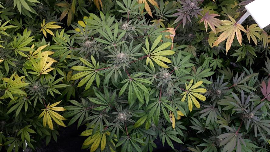 KANNABIA SEEDS = HELLFIRE OG. Week 16