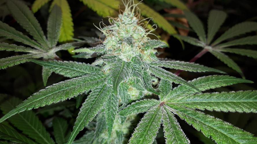 KANNABIA SEEDS = HELLFIRE OG. Week 16