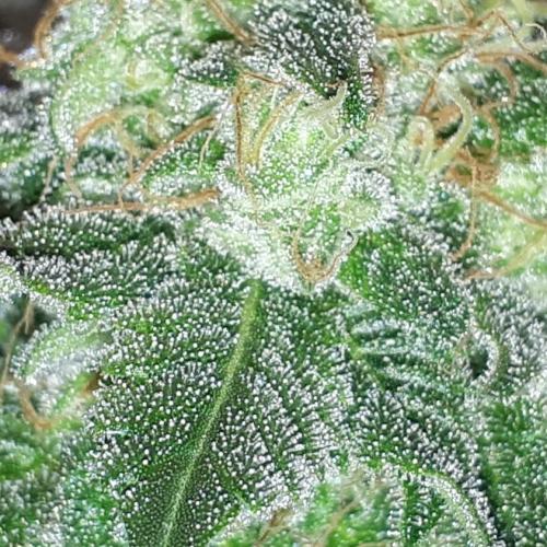KANNABIA SEEDS = HELLFIRE OG. Week 16