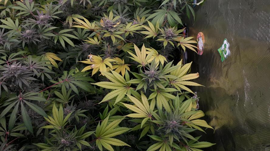 KANNABIA SEEDS = PINK GELATO. Week 16