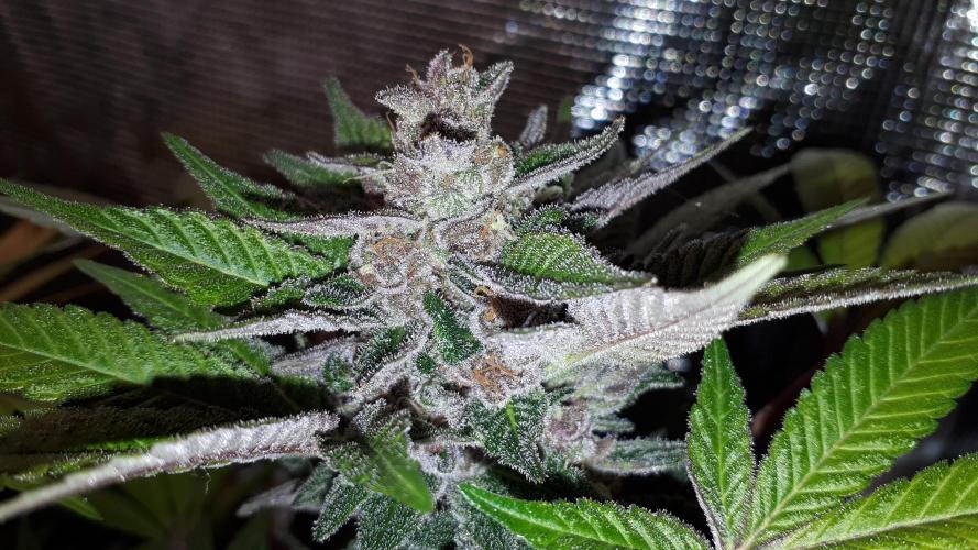 KANNABIA SEEDS = PINK GELATO. Week 16