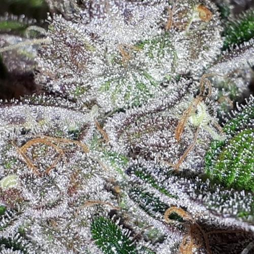 KANNABIA SEEDS = PINK GELATO. Week 16