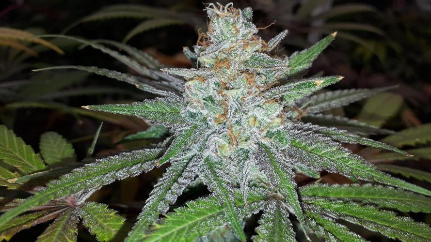 KANNABIA SEEDS = ZOAP ROSE. Week 16