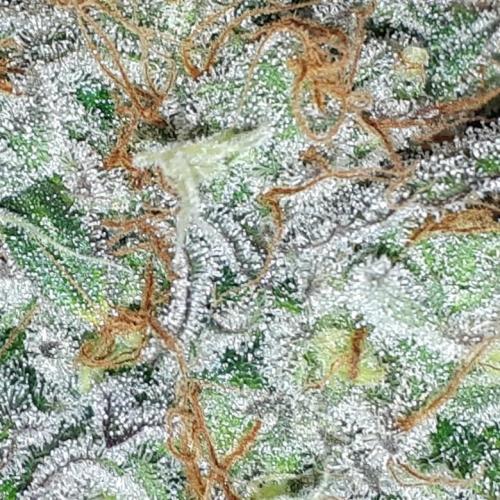KANNABIA SEEDS = ZOAP ROSE. Week 16