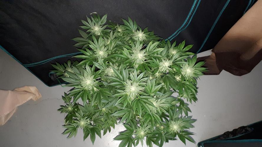 ORIGINAL SENSIBLE = PAPAYA STANK. Week 16