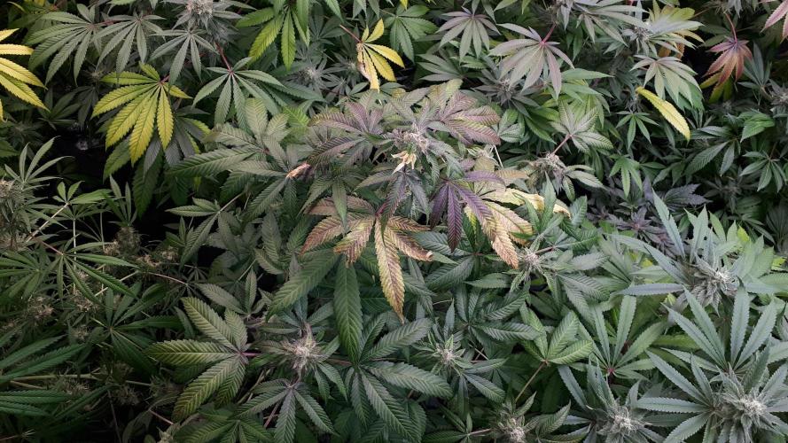 ILGM = GRAPE FANTA. Week 16