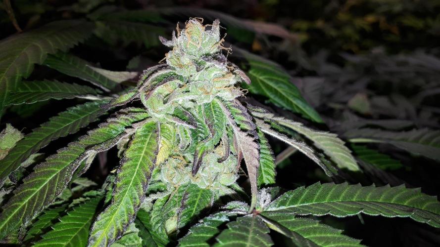ILGM = GRAPE FANTA. Week 16