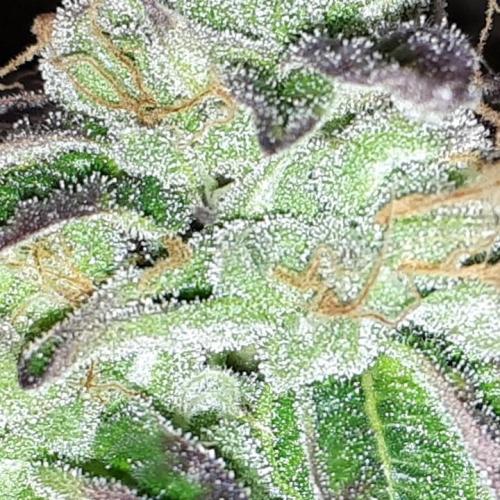 ILGM = GRAPE FANTA. Week 16