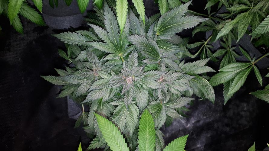 ILGM = TANGIE QUEEN. Week 16