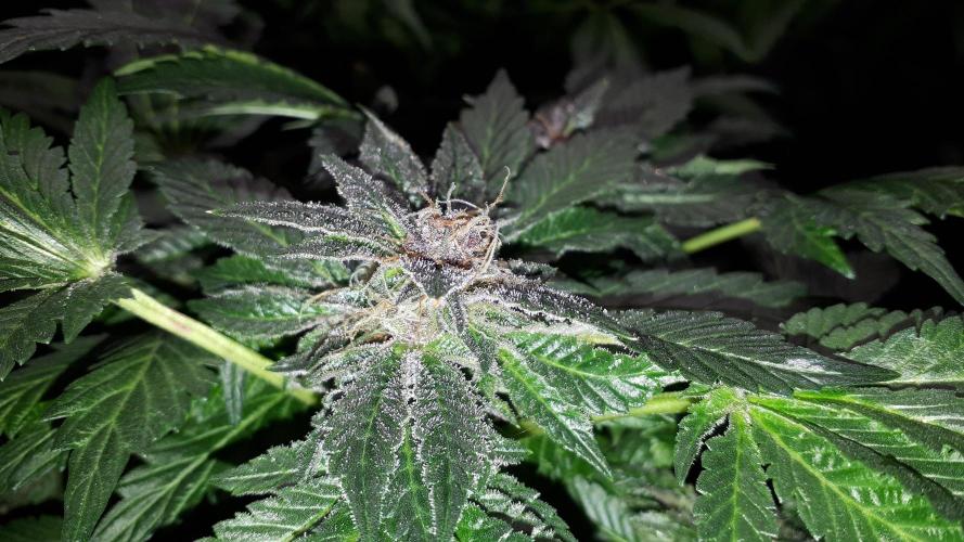 ILGM = TANGIE QUEEN. Week 16
