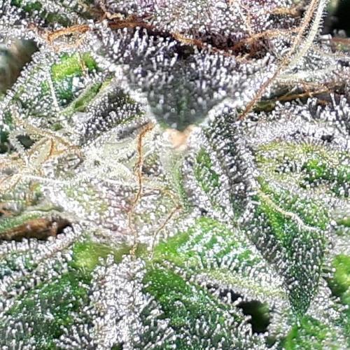ILGM = TANGIE QUEEN. Week 16