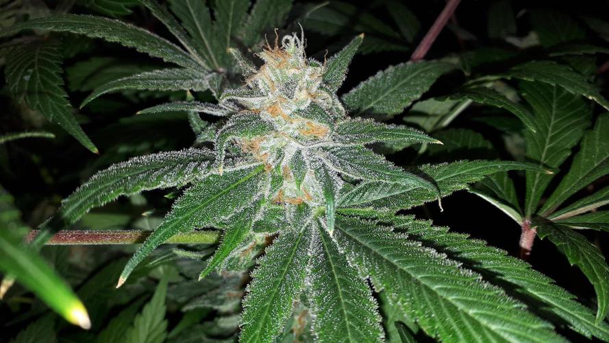 SUPERNATURAL SEEDS = APPLE MAC. Week 16