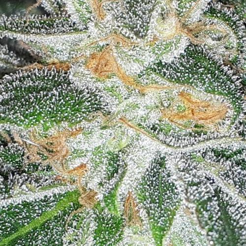 SUPERNATURAL SEEDS = APPLE MAC. Week 16