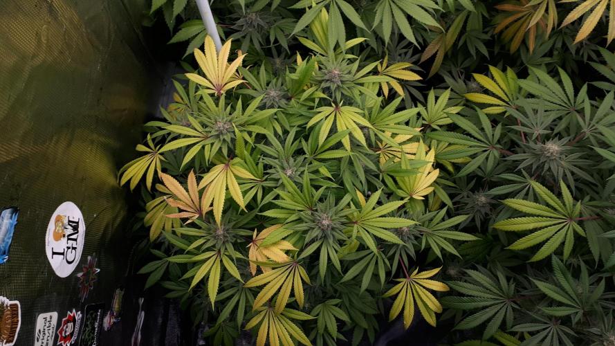 SUPERNATURAL SEEDS = GRAPE GASOLINE. Week 16