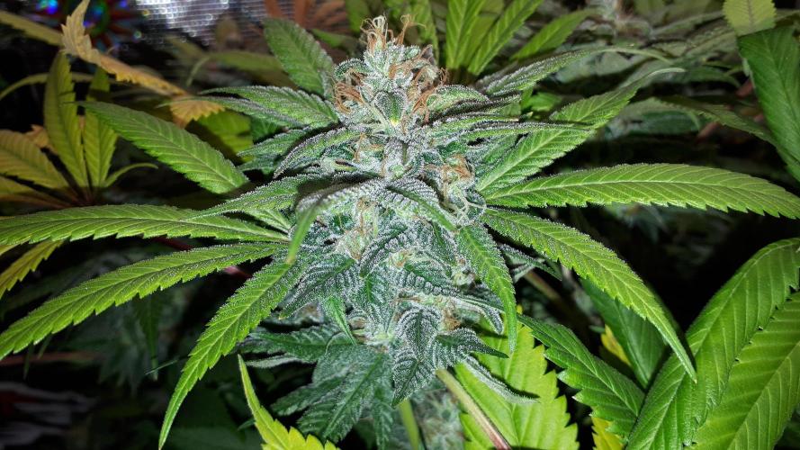 SUPERNATURAL SEEDS = GRAPE GASOLINE. Week 16