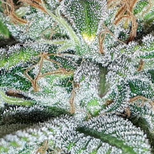 SUPERNATURAL SEEDS = GRAPE GASOLINE. Week 16
