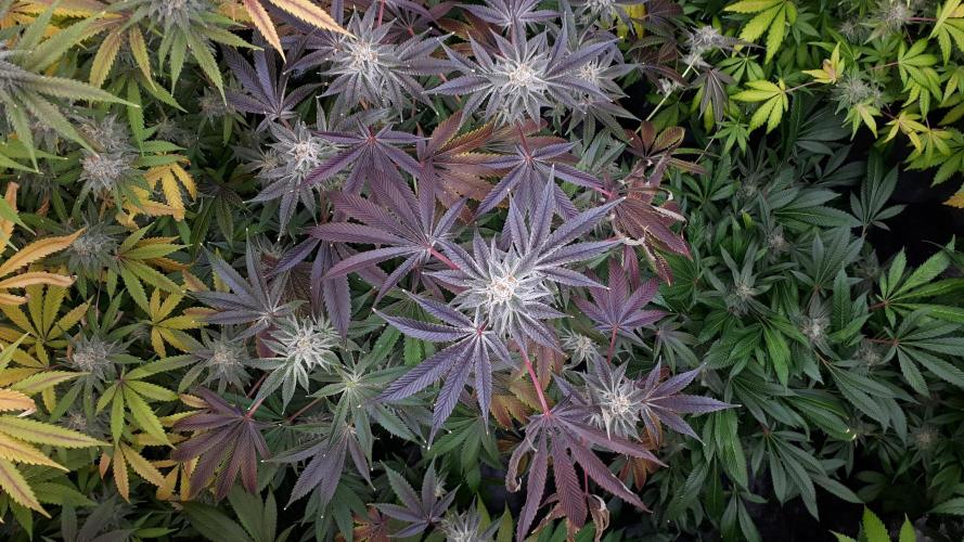 UKHTA SEEDS = CANDY HOUSE. Week 16