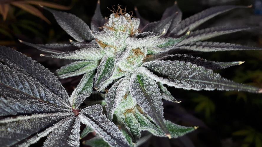 UKHTA SEEDS = CANDY HOUSE. Week 16