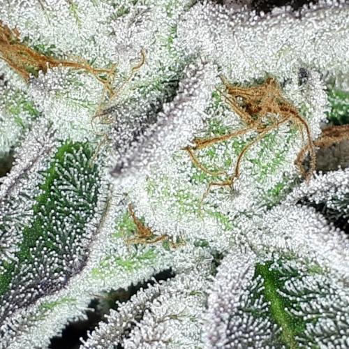 UKHTA SEEDS = CANDY HOUSE. Week 16