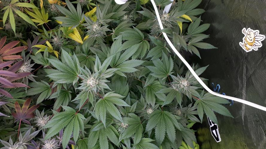 IZI SEEDS = GRANDPA ZOMBIE. Week 16