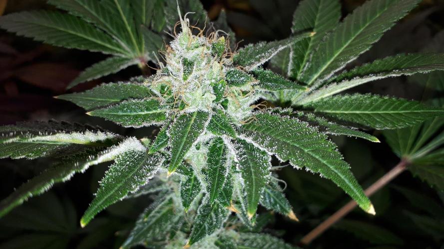 IZI SEEDS = GRANDPA ZOMBIE. Week 16