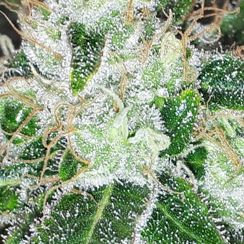 IZI SEEDS = GRANDPA ZOMBIE. Week 16