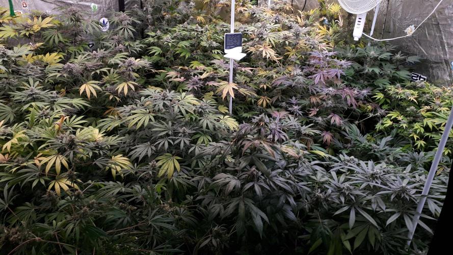 IZI SEEDS = GRANDPA ZOMBIE. Week 16