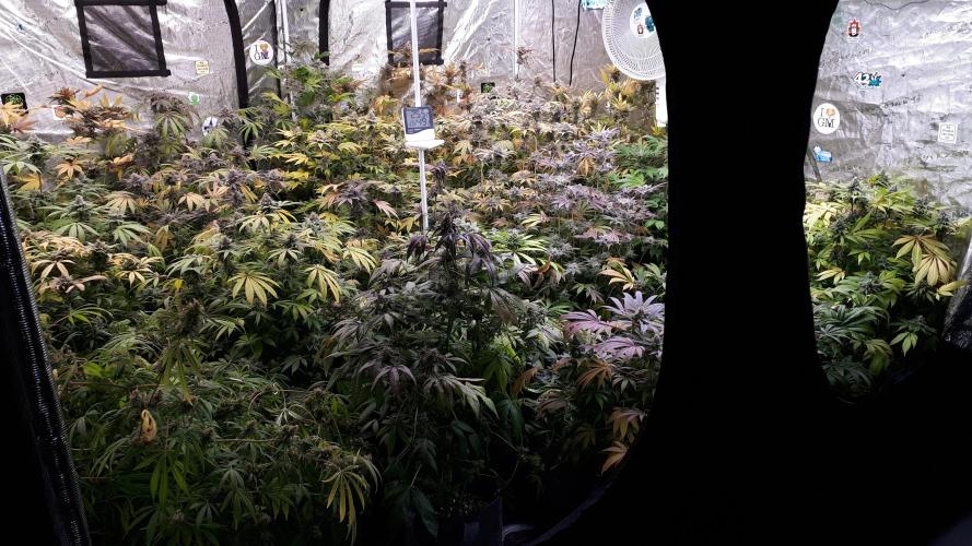 25 PLANT GROW- 8X8 GROW TENT. Week 17