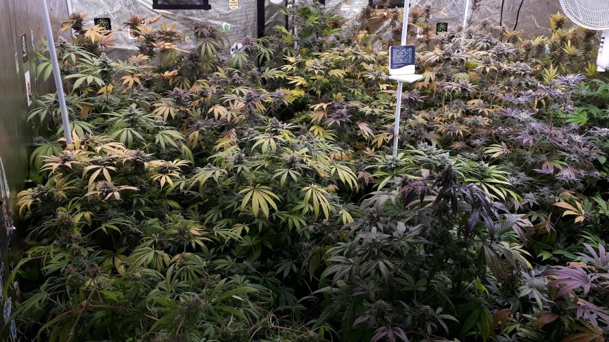 25 PLANT GROW- 8X8 GROW TENT. Week 17