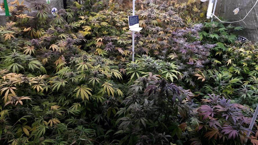 25 PLANT GROW- 8X8 GROW TENT. Week 17
