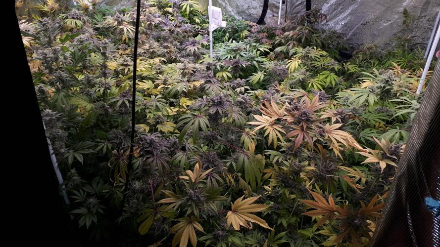 25 PLANT GROW- 8X8 GROW TENT. Week 17