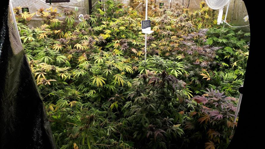 25 PLANT GROW- 8X8 GROW TENT. Week 17