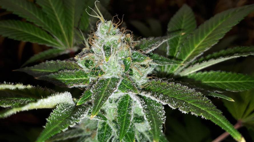 25 PLANT GROW- 8X8 GROW TENT. Week 17