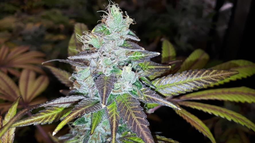MSNL SEEDS = CARBON FIBER. Week 17
