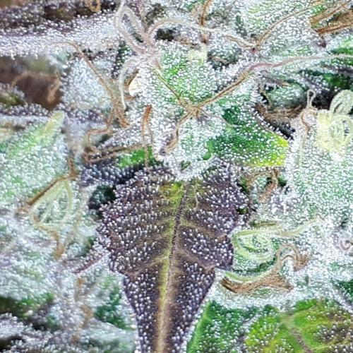 MSNL SEEDS = CARBON FIBER. Week 17