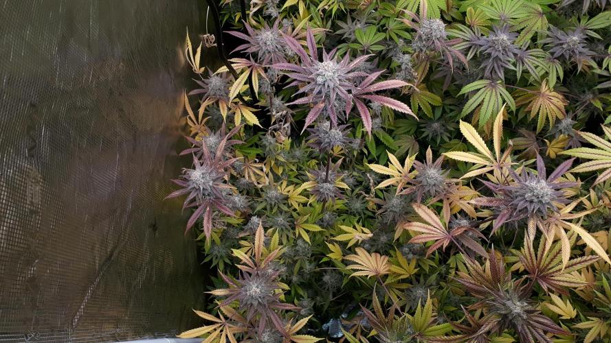 MSNL SEEDS = GORILLA ZKITTLES. Week 17